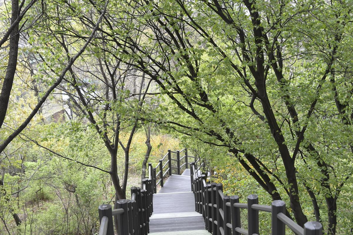 [서대문 도보여행] (5코스) 안산자락길 나만의 힐링로드 - (수) 오전10시 대표 이미지
