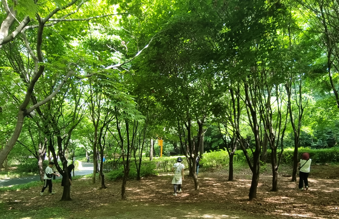 [강동구/숲해설] 일자산 숲속 보물 찾기 대표 이미지